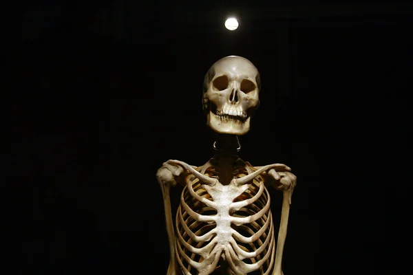 Menselijke anatomie echte skeleton op een zwarte achtergrond — Stockfoto