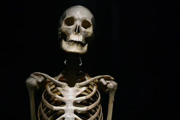 Anatomia umana scheletro reale su uno sfondo nero — Foto Stock
