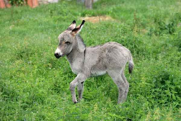 Young Donkey while grooming in the green grass background — Stock Photo, Image