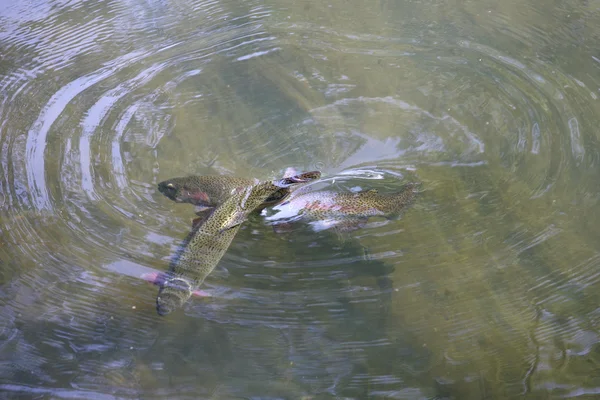 Dois peixes nadam na água do rio — Fotografia de Stock