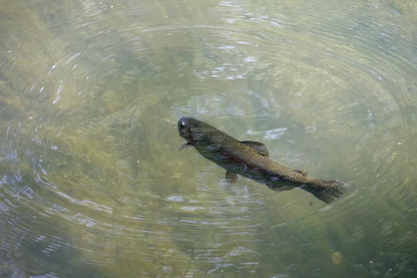 在河水里游泳的鱼 — 图库照片