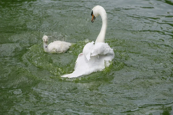 White swan with her cygnets — Stock Photo, Image