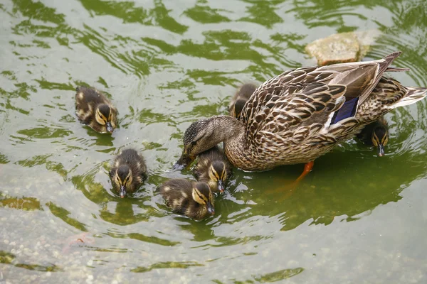 Mallard duck with chicks — Stock Photo, Image