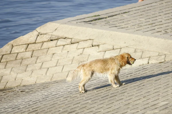 在河边的金毛猎犬 — 图库照片