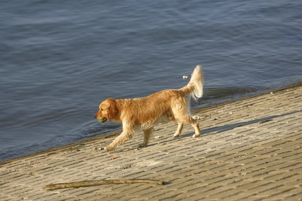 Golden retriever by the river — Stock Photo, Image
