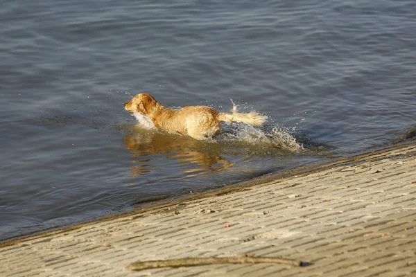 Złoty pies myśliwski nad rzeką — Zdjęcie stockowe
