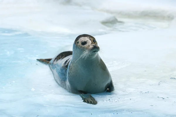 Тюленя, що спирається на воду — стокове фото