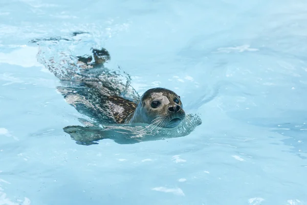 在水面上游泳的海豹 — 图库照片