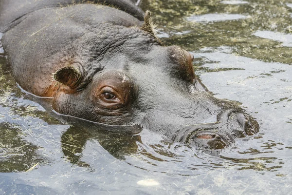 Hippo vila i vattnet — Stockfoto