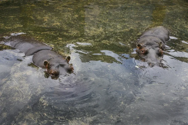 Hippo resting in the water — Stock Photo, Image