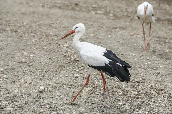 Two herons walking on the ground — Stock Photo, Image
