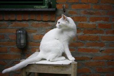 güzel kedi