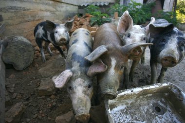 Çiftlikteki domuzlar