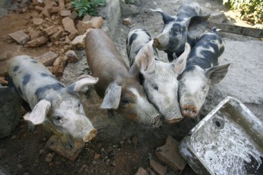 Çiftlikteki domuzlar