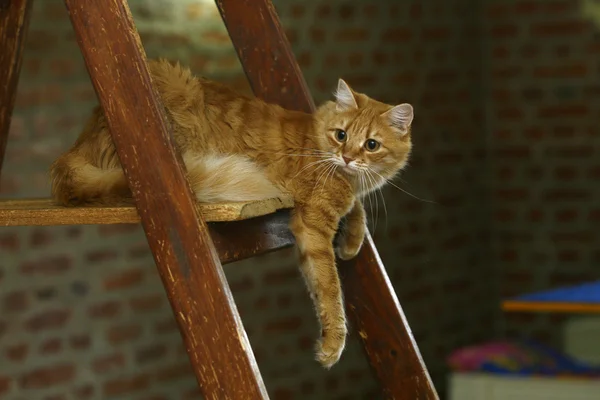 예쁜 고양이 — 스톡 사진