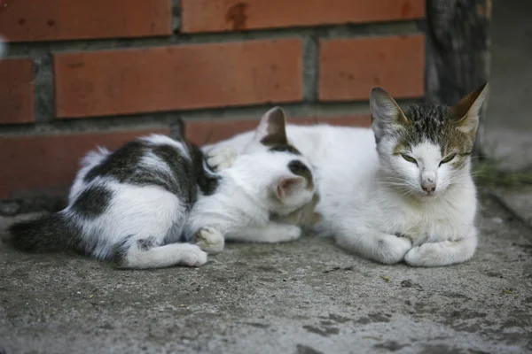 Gato bonito — Foto de Stock