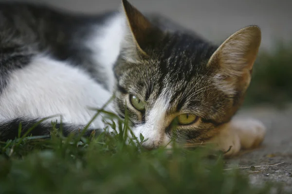 漂亮的猫 — 图库照片