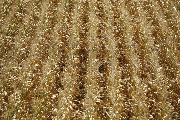 Kukuřičné pole pozadí — Stock fotografie