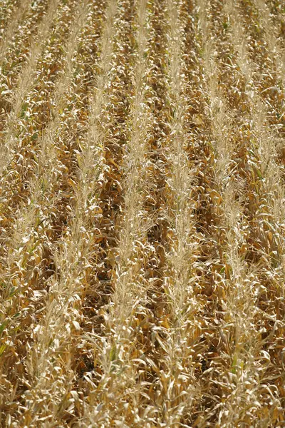 玉米场背景 — 图库照片