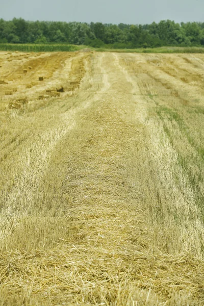 Пшеничное поле после покоса — стоковое фото