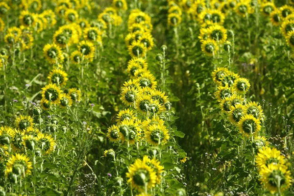 Field of sunflowers — Stock Photo, Image