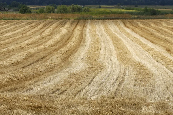 Campo di grano dopo la falciatura — Foto Stock