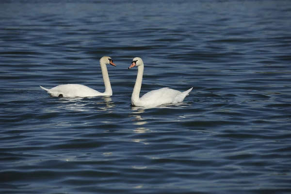 Swans on the River — Stock Photo, Image