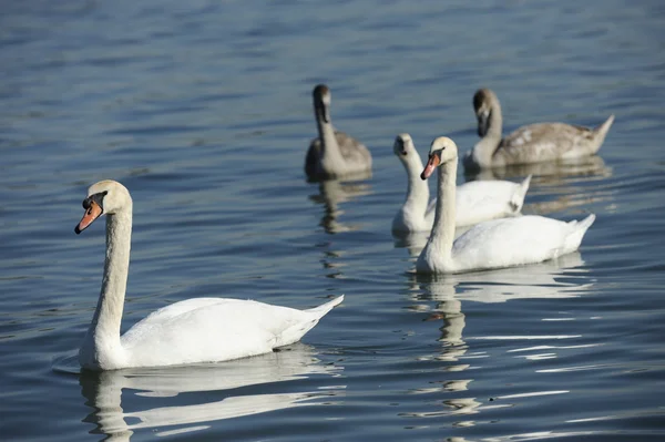 Swans on the River — Stock Photo, Image