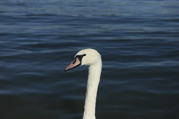 Swan on the River — Stock Photo, Image