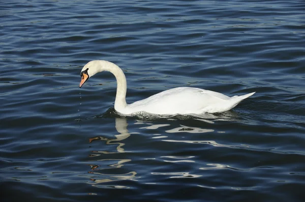 Swan on the River — Stock Photo, Image