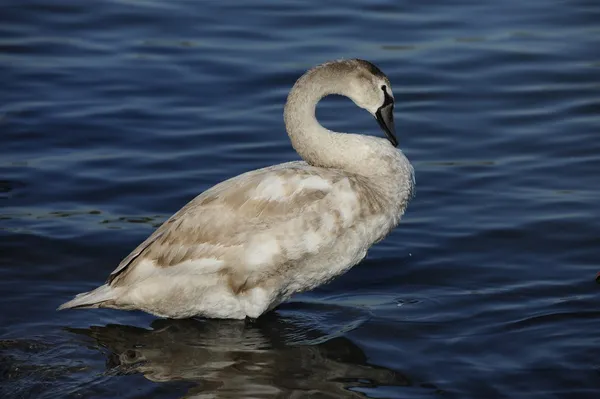 Labuť na řece — Stock fotografie