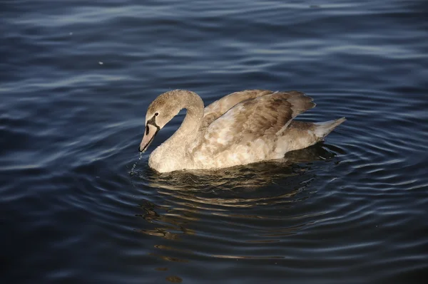 Swan on the River — Stock Photo, Image
