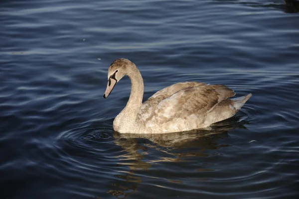 Cygne sur la rivière — Photo