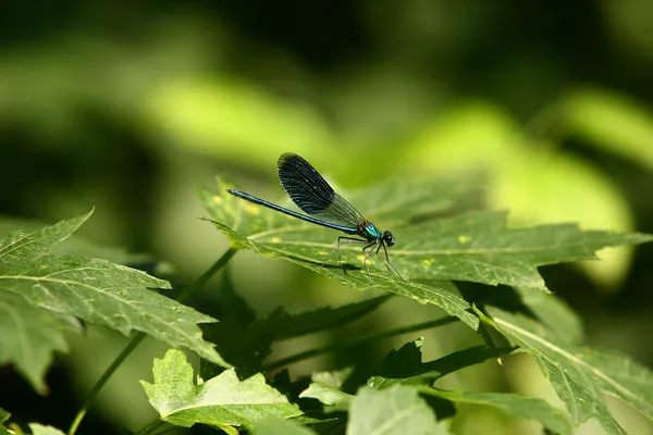 Μαύρο dragonfly στην πράσινη χλόη στέλεχος με πράσινο φόντο — Φωτογραφία Αρχείου