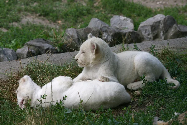 Małe białe lwy grając w trawie — Zdjęcie stockowe