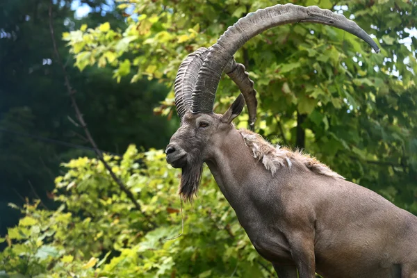 Mužské horské kozorožce (capra ibex) v horách, zimní kabát, se zbytky sněhu v pozadí — Stock fotografie