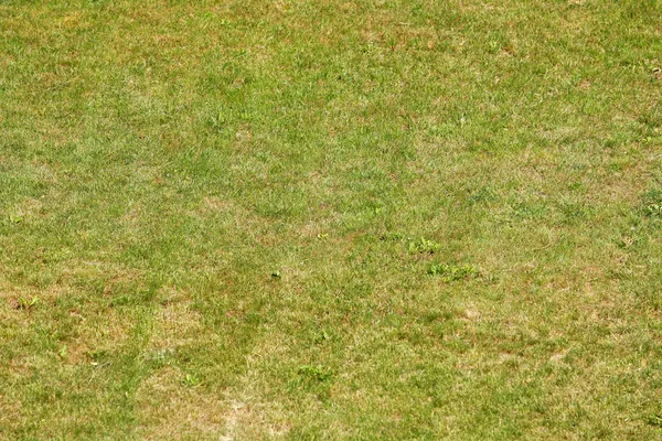 Zielona trawa tło świeżo skoszonego — Zdjęcie stockowe