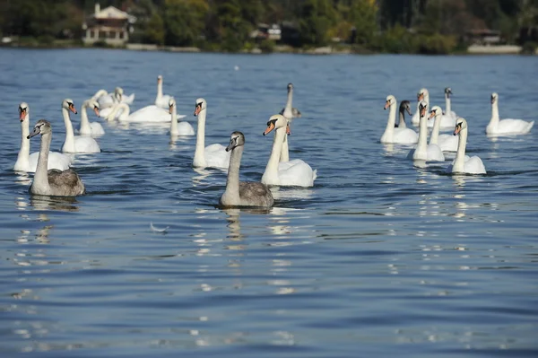 Cygnes sur la rivière — Photo