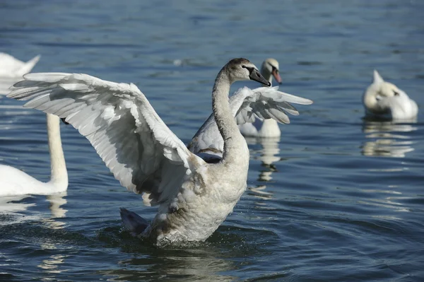 Swans on the River — Stock Photo, Image