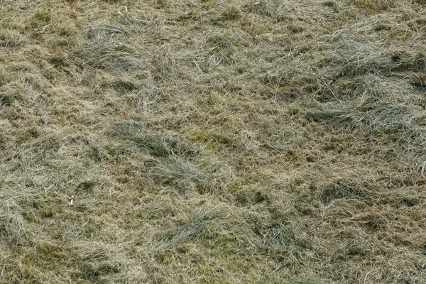 Textura de grama verde ou fundo do campo de golfe e campo de futebol — Fotografia de Stock