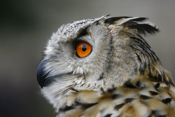 An Eurasian Eagle owl one of the worlds largest owls