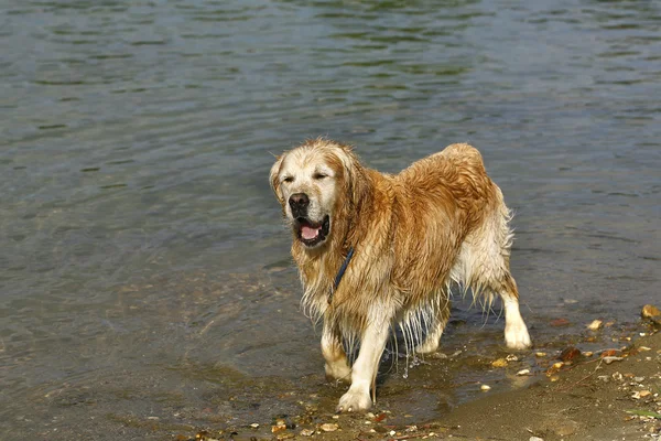 Golden retriever is playing in the water — Stock Photo, Image