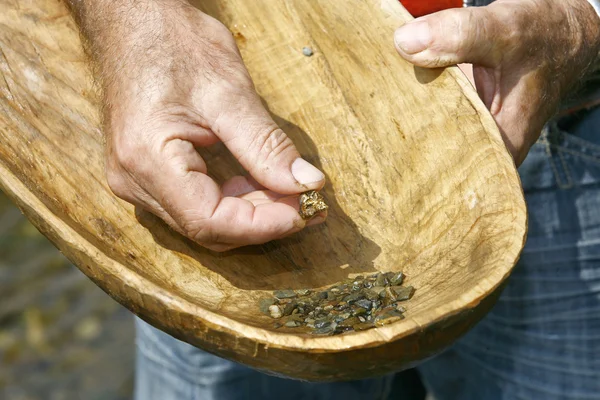 Gold Panning in the River with Old Wooden Pan — Stock Photo, Image