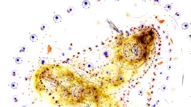 Danse Holographique Numérique Beau Fond Vidéo Multicolore Rayures Entrecroisées Tisser — Video