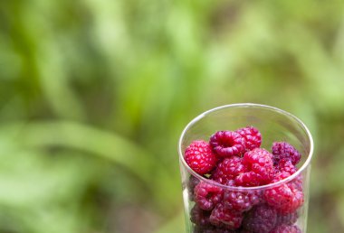 fincan taze frambuaz