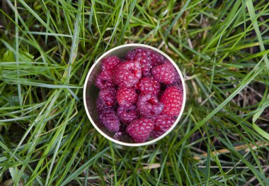 fincan taze frambuaz