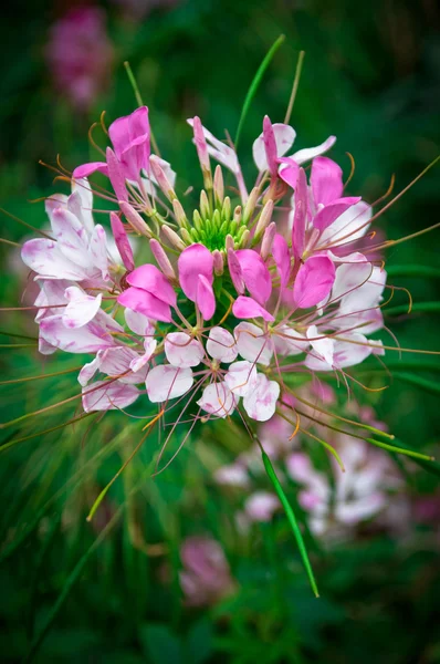 Blume Stockbild