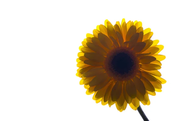 Žlutá gerbera na bílém pozadí v podsvícení — Stock fotografie