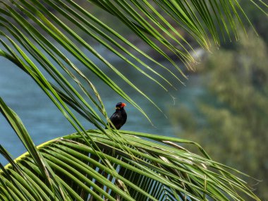           Hindistan cevizi ağacındaki kuş.