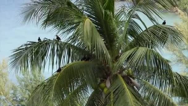 Ptaki Siedzące Drzewie Kokosowym — Wideo stockowe
